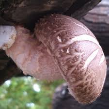 Image result for Lentinus edodes