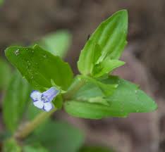 Image result for Lindernia conferta