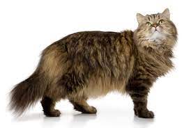 The breed has a large, muscular frame, broad chest, and long torso. Long Hair Veterinary Genetics Laboratory