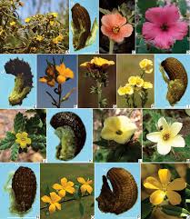 Image result for Turneraceae