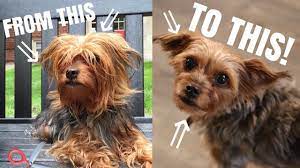 How I Cut My Dogs Hair With Only Scissors Diy Dog Grooming Diiixonn Youtube