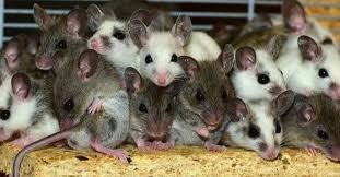 How many of my facebook friends can i get to do me a big favor? Getting Ready For Rodent Control In Vancouver Washington New Leaf Pest Control