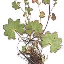 Image result for Nidorella auriculata