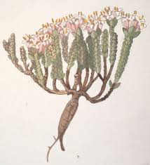 Image result for Thymelaeaceae