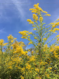 Image result for Solidago