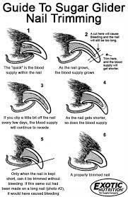 Guide To Sugar Glider Nail Trimming Sugar Glider Sugar Glider Pet Sugar Glider Toys