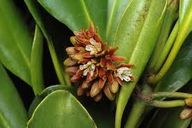 Image result for Ceriops