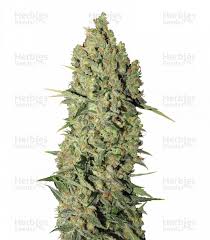 Maybe you would like to learn more about one of these? Chronic Feminized Seeds For Sale Herbies