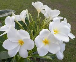 Hong Kong Hong Kong Has The Strong Scent Of Singapore And Is Evergreen With The Thick Glossy Dark Green Leaves But The Flower Typ Frangipani Plumeria Flowers