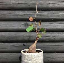 Image result for Tylosema fassoglensis