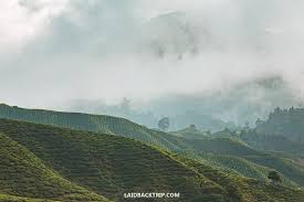 And last on the cameron highlands weekend itinerary, travel back in time and add a little context to your trip by browsing the historical photographs at the. Cameron Highlands Travel Guide Laidback Trip