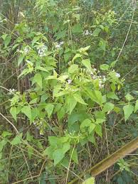 Image result for Biophytum umbraculum