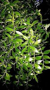 Image result for Maytenus chasei