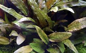 In its native land, the beginners may think that the cryptocoryne wendtii has died off but after some time the plant will. Aquarium Pflanze Cryptocoryne Wendtii Kaufland De