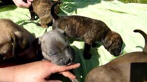Pure breed rottweiler cross with pure breed boerboel pups for sale. Pitbull Mix With Boerboel Puppies Off 76 Www Usushimd Com