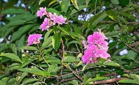 Image result for Lagerstroemia speciosa