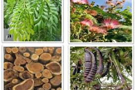 Image result for Samanea saman