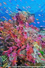 How to achieve a beautiful coral reef. Beautiful Coral With Beautiful Colorful Fish Amazing Picture And So Pretty Resolution 533x800 Oc Ocean Life Ocean Creatures Soft Corals