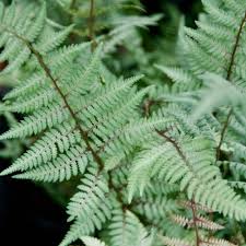 Image result for Athyrium