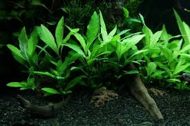 Image result for Hygrophila okavangensis