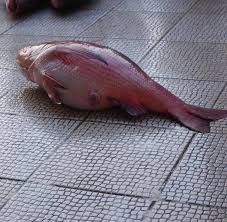 الأسماك والمحار والقيمة الغذائية لهما بالصور اية الموقع الرسمى للهيئة العامة لتنمية الثروة السمكية