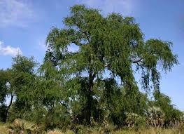 Image result for Faidherbia