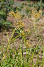 Image result for Cyperus costatus