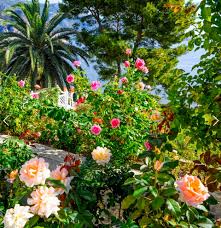 12 Plantes Extraordinaires Dans Les Jardins De La Villa Ephrussi Les Plus Beaux Jardins Jardins Plante