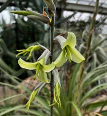 Image result for Ceropegia crassifolia