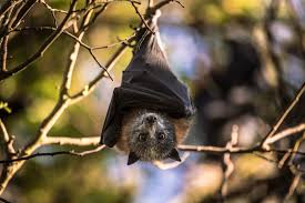 It is not worth it to deal with this. Opinion Bats And The Coronavirus The New York Times