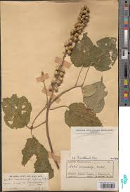 Image result for Loudetia kagerensis