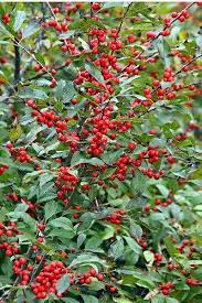 By Julie Christensen Found Throughout The Eastern United States And Canada Winterberry Holly Ilex Verticillata Winterberry Holly Winter Plants Berry Plants