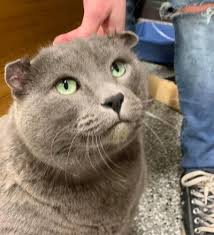 Introducing: LARGE MARGE, Lovable Chonk