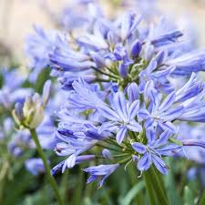 Image result for Agapanthus praecox