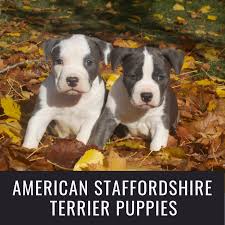 In the debate of staffordshire bull terrier vs pitbull, it's a good idea to have all your facts straight! American Staffordshire Pit Bull Terrier Puppies Pethelpful By Fellow Animal Lovers And Experts