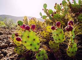 Free shipping on all orders over $75. Zone 9 Cactus Info Selecting A Cactus For Zone 9 Regions