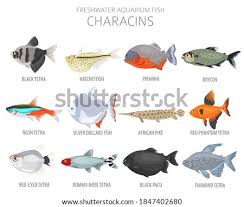 Red & black oranda 4. The Best Free Aquarium Drawing Images Download From 194 Free Drawings Of Aquarium At Getdrawings