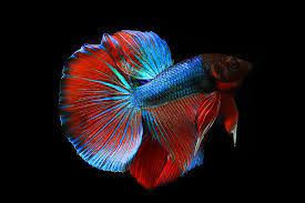 Betta Splendens Animax Blog