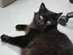 Oahu Cat Adoption Buy A Cat Humane Society