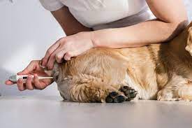 Fever In Dogs - Symptoms, Causes & Tips To Reduce Your Dog's Temperatu –  Petcubes