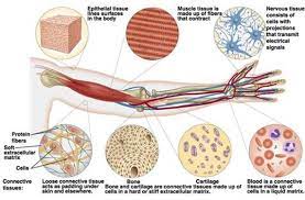 Histology Pdf Classification Of Tissues Http Www Highlands Edu Academics Divisions Scipe Biology L Tissue Types Loose Connective Tissue Cells And Tissues
