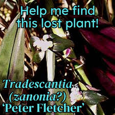 Image result for Zanthoxylum holtzianum