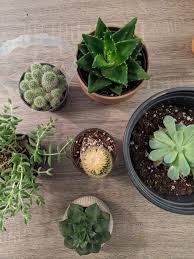 Plant a kiss on me. How To Repot Succulents The Right Way Happy Diy Home