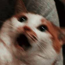 Hello Papi Vkook Shocked Cat Cats Cute Animals