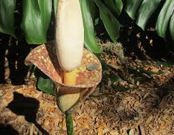 Image result for Amorphophallus goetzei