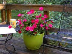 Add soil around the plant, leaving only 1½ inches at the top of the container. 14 Spectacular Shrubs Ideas Shrubs Plants Planting Flowers