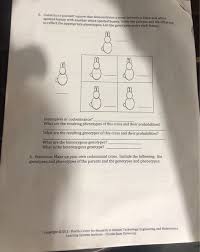 Explain the difference between incomplete and codominance. Solved S Construct A Punnett Square That Demonstrates A Chegg Com