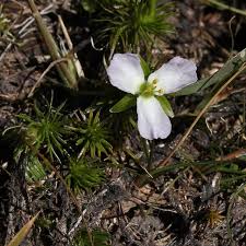 Image result for Mayacaceae