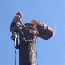 We are your number one stop for all things tree care! Arbor Care Tree Service Home Facebook