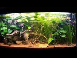 pin op aquascaping